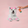 Colônia Happy Hello Kitty Pet Society Para Cães E Gatos - 80Ml