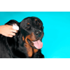 Dedal Care Orelhas Pet Clean - 30 Unidades