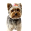 Enfeite Pom Pom Bichinho Chic P Para Cachorros