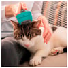 Furminator Para Gatos Médio/Grande De Pelo Curto - 1 Unidade