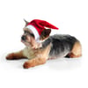 Gorrinho De Natal Bichinho Chic Vermelho Pp Para Cachorros
