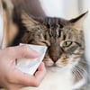 Lenços Umedecidos Animalenço Para Gatos Animalíssimo - 75 Unidades