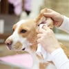 Lenços Umedecidos Animalenço Para Machos Animalíssimo - 1 Unidade