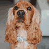 Monitor De Atividades Animo Sure Petcare Para Cães - 1 Unidade