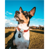 Monitor De Atividades Animo Sure Petcare Para Cães - 1 Unidade