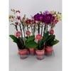 Orquídea Phale Mini Pt09 - 1 Unidade