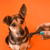 Petisco Dogfy Dental Para Cães De Porte Mini 7 Unidades