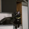 Placa De Identificação Myfamily Círculo P Para Cachorros - Alumínio Preto