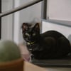 Placa De Identificação Myfamily Círculo P Para Cachorros - Alumínio Preto
