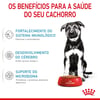 Ração Para Cães Filhotes Royal Canin Maxi Junior - 15Kg - 15 Kilos