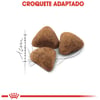 Ração Royal Canin Indoor Para Gatos Adultos - 1,5Kg - 400 Gramas