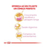 Ração Royal Canin Kitten Persa Para Gatos Filhotes - 1,5Kg - 1,5 Kilos