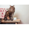 Sure Petcare Hub Para Dispositivos Conectados - 1 Unidade