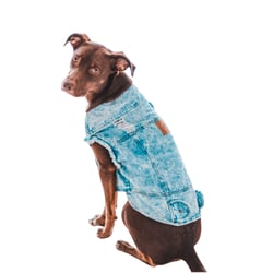 Jaqueta Bendog Jeans Destroyed Para Cães - 1 Unidade - Tamanho EG