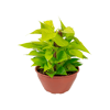 Jiboia Amarela C21 - 1 Unidade