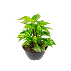 Jiboia Verde C21 - Único