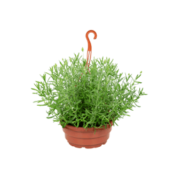Lavandula Angustifolia C25 - 1 Unidade