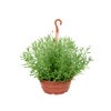 Lavandula Angustifolia C25 - 1 Unidade