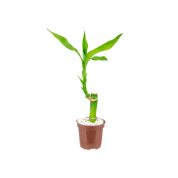 Lucky Bamboo Pt06 Único - 1 Unidade