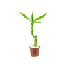 Lucky Bamboo Pt06 Único - 1 Unidade