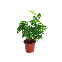 Monstera Adansonii - 1 Unidade