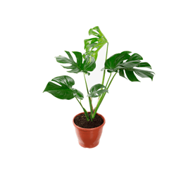 Monstera Deliciosa P23 - 1 Unidade