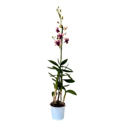 Orquídea Denphalaen Pote 13 - 1 Unidade