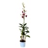 Orquídea Denphalaen Pote 13 - 1 Unidade