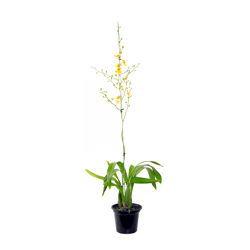 Orquídea Oncidium Aloha Variada P15 - 1 Unidade