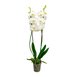 Orquídea Phalaenopsis Branca P12 - 1 Unidade