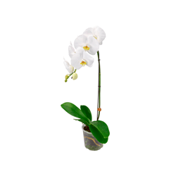 Orquídea Phalaenopsis Cascata Branca - 1 Unidade