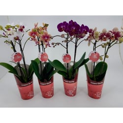 Orquídea Phale Mini Pt09 - 1 Unidade