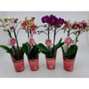 Orquídea Phale Mini Pt09 - 1 Unidade