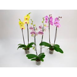 Orquídea Phale Pt12 2 Hastes - 1 Unidade