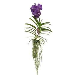 Orquídea Vanda Cesta Vazada - 1 Unidade