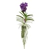 Orquídea Vanda Cesta Vazada - 1 Unidade