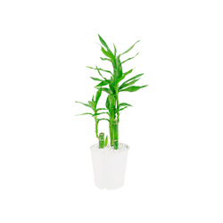 Osso De Brinquedo Lucky Bamboo Pt12 - 1 Unidade