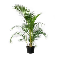 Palmeira Areca Bambu - Pote 24 Único