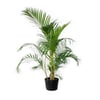 Palmeira Areca Bambu - Pote 24 Único