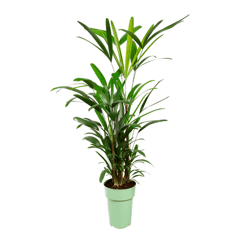 Palmeira Raphis P17 - 1 Unidade