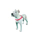 Peitoral De Treinamento K9 Spirit Para Cães - Vermelho - Tamanho G - Tamanho G