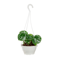 Peperomia Melancia C13 - 1 Unidade