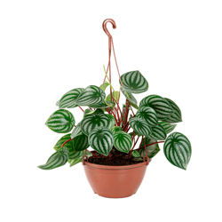 Peperomia Melancia C21 - 1 Unidade