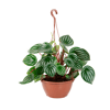 Peperomia Melancia C21 - 1 Unidade