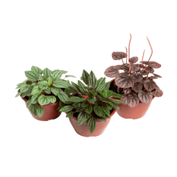 Peperomia Mini C13 - 1 Unidade