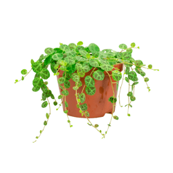 Peperomia Prostata Pt11 Único - 1 Unidade