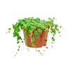 Peperomia Prostata Pt11 Único - 1 Unidade