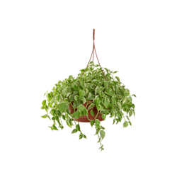 Peperomia Scandens C32 - Único