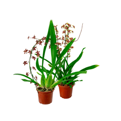 Perfume Orquidea Sharry Baby Único