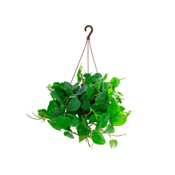 Philoddendron Verde Pendente C21 - 1 Unidade